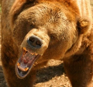 Alex_Bear