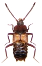 Lomechusa-elegans