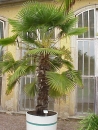 Trachycarpus