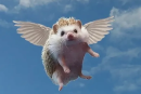 Anardaras