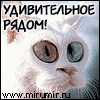 timon56