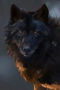 DarK_Wolf