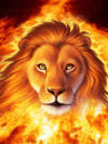 _Lion_