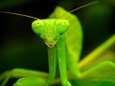 INSECTOID