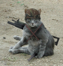 Kot_Jdun