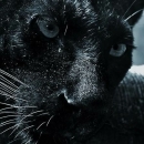 BlackTiger