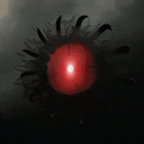 Apolon_11